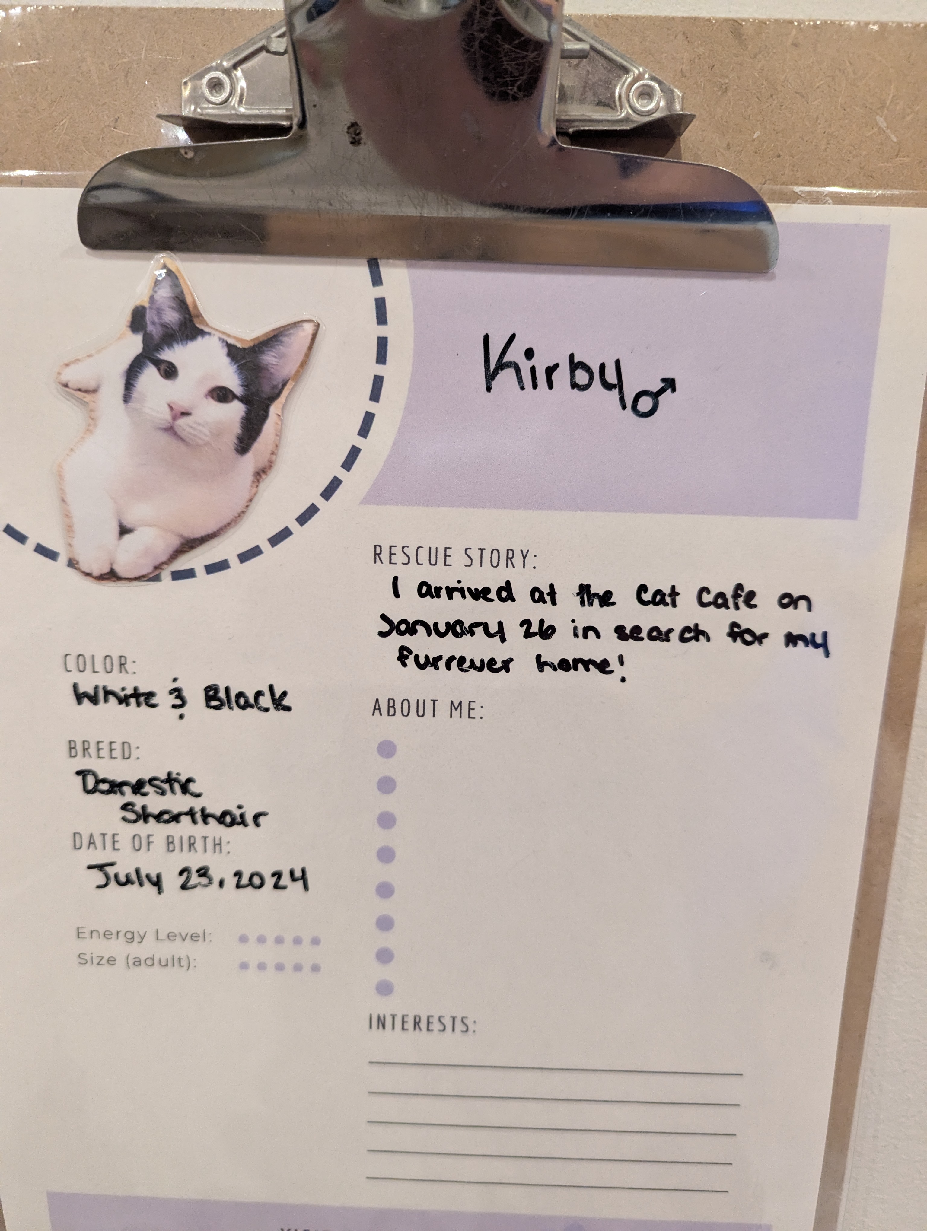 Birthday Trip to Canada, Cat Cafe, Edmonton